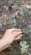 Imagem de Astragalus inversus M. E. Jones