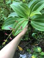 Image de Oxyspora paniculata (D. Don) DC.