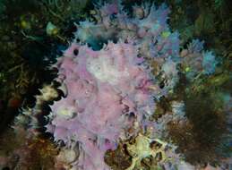 Image of pink sponge