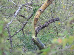 Image of Ladder-backed Woodpecker