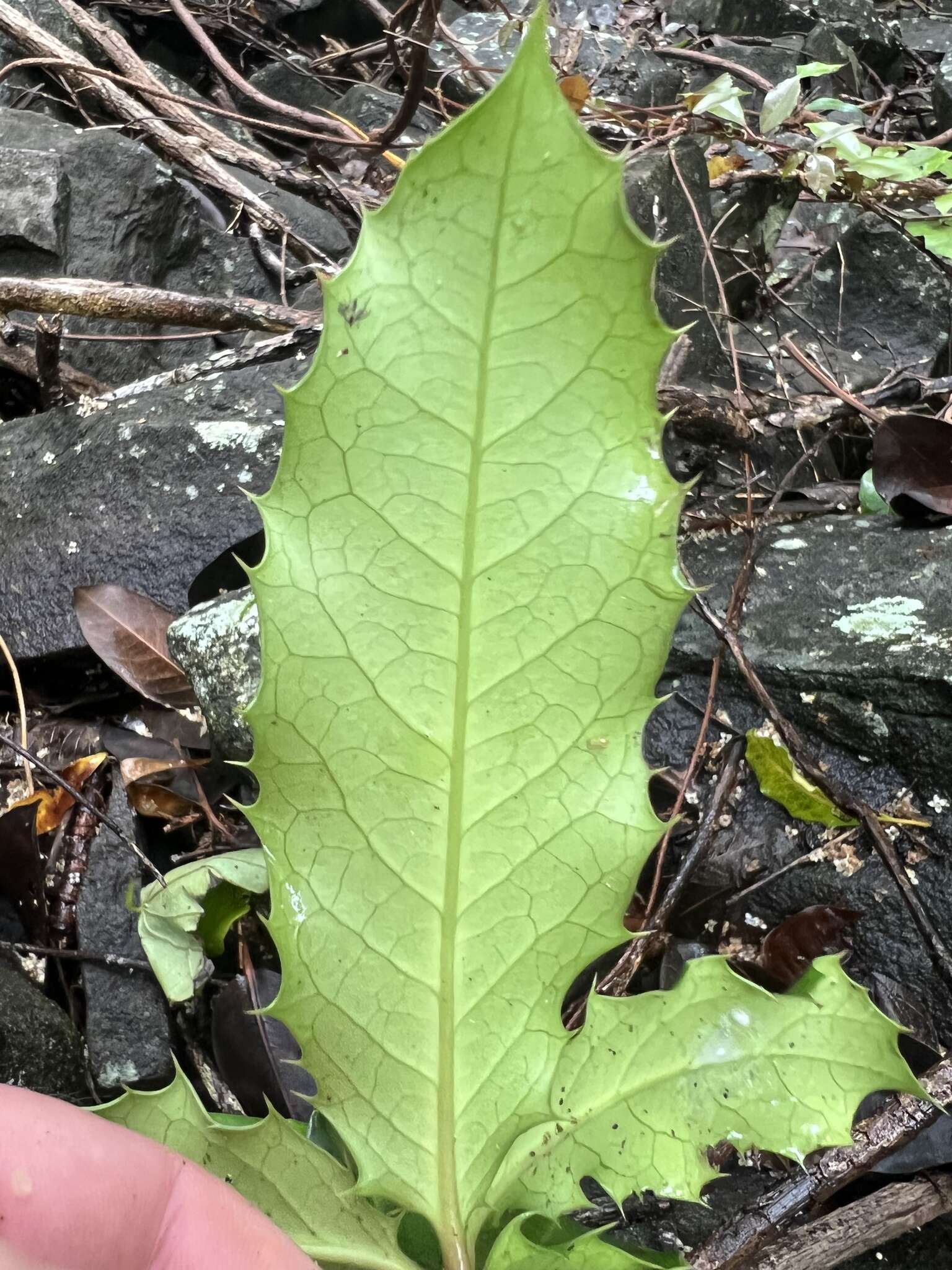 Image of Corynocarpus rupestris G. P. Guymer