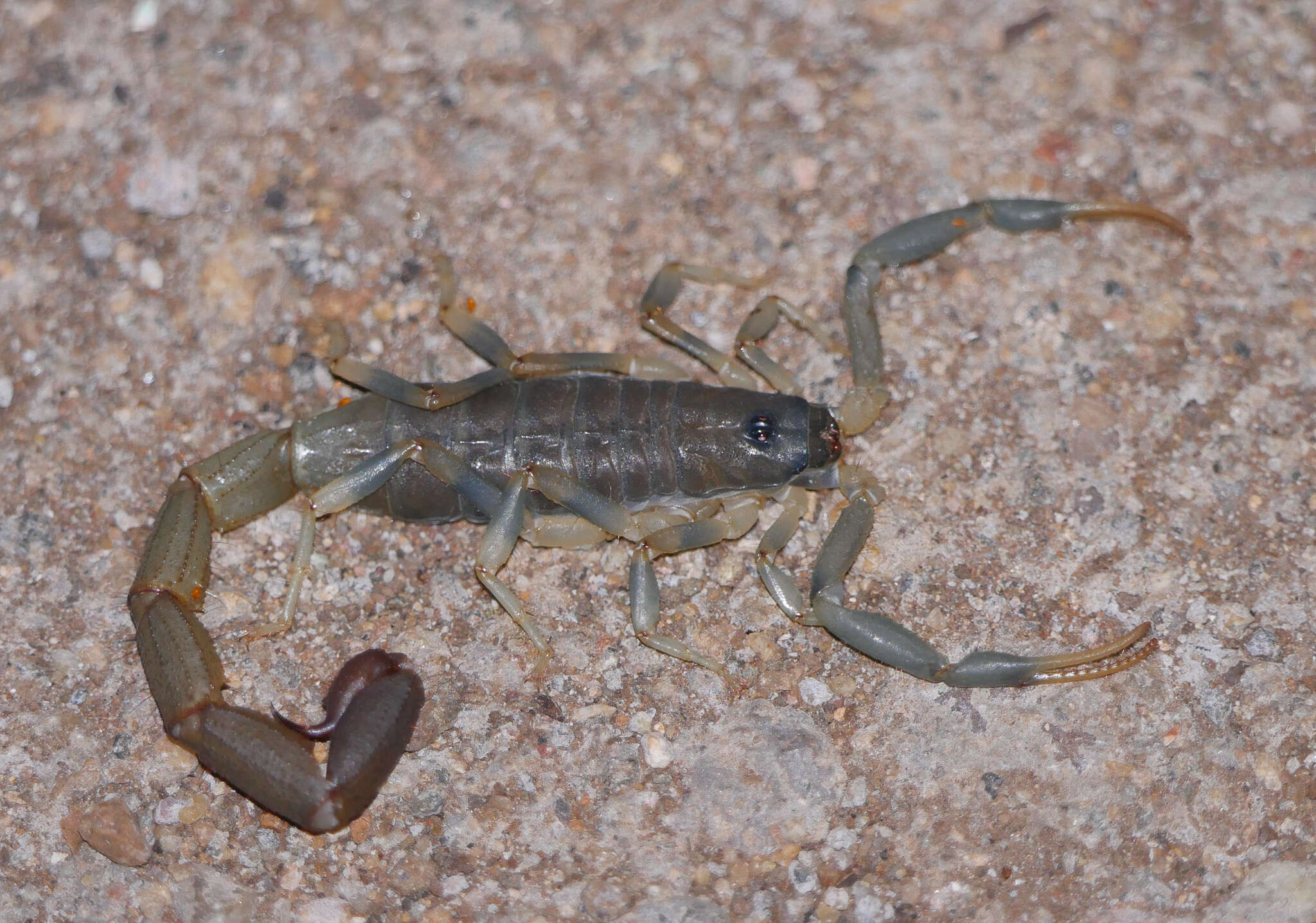 Image of Uroplectes olivaceus Pocock 1896