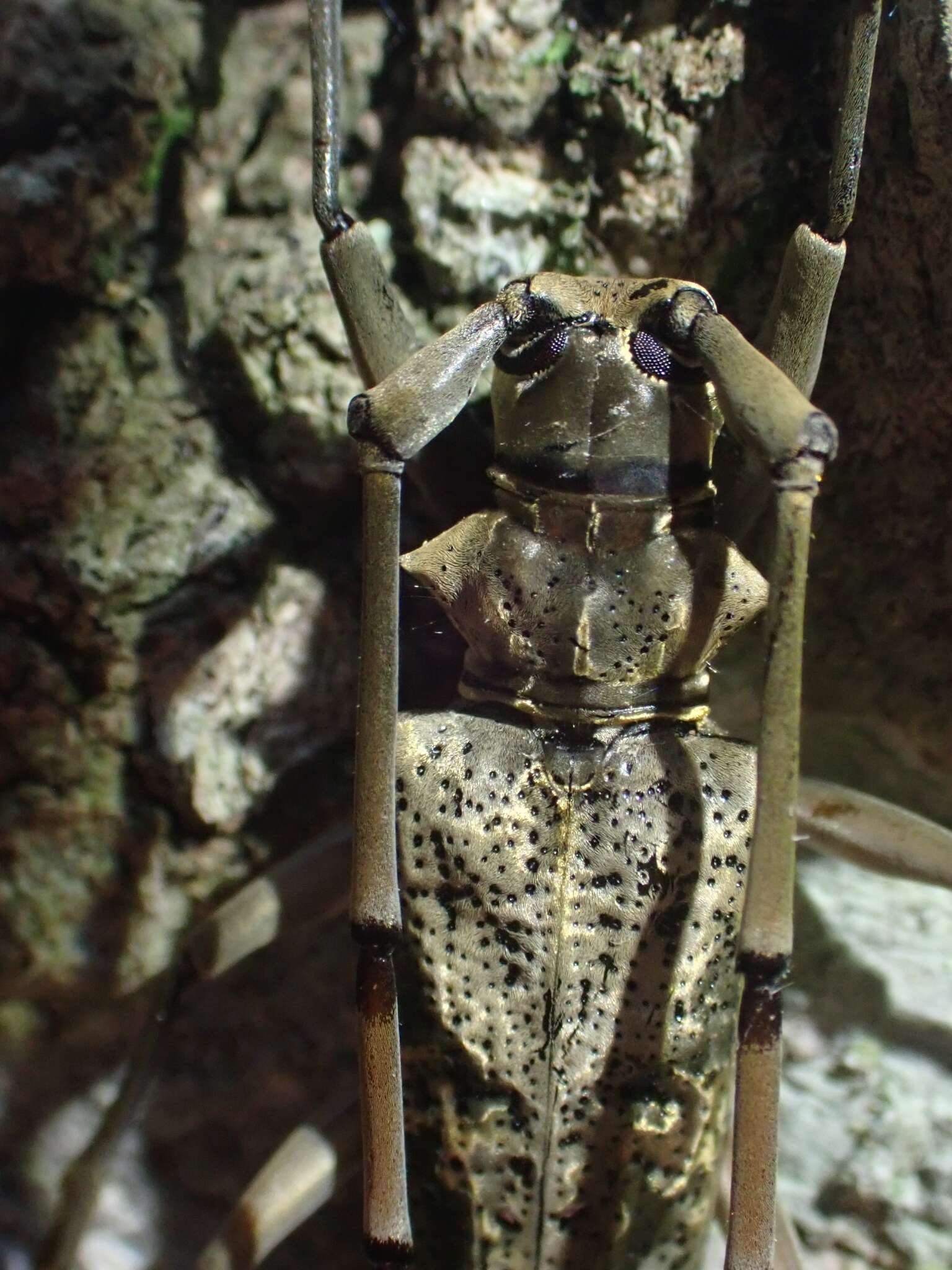 Image of Acalolepta antenor (Newman 1842)