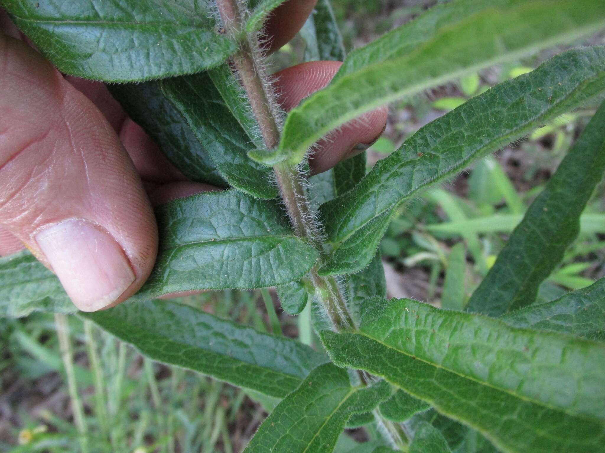 Imagem de Asclepias tuberosa subsp. tuberosa
