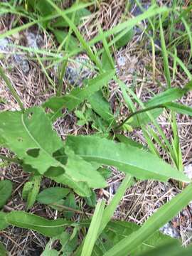 Image of wild quinine