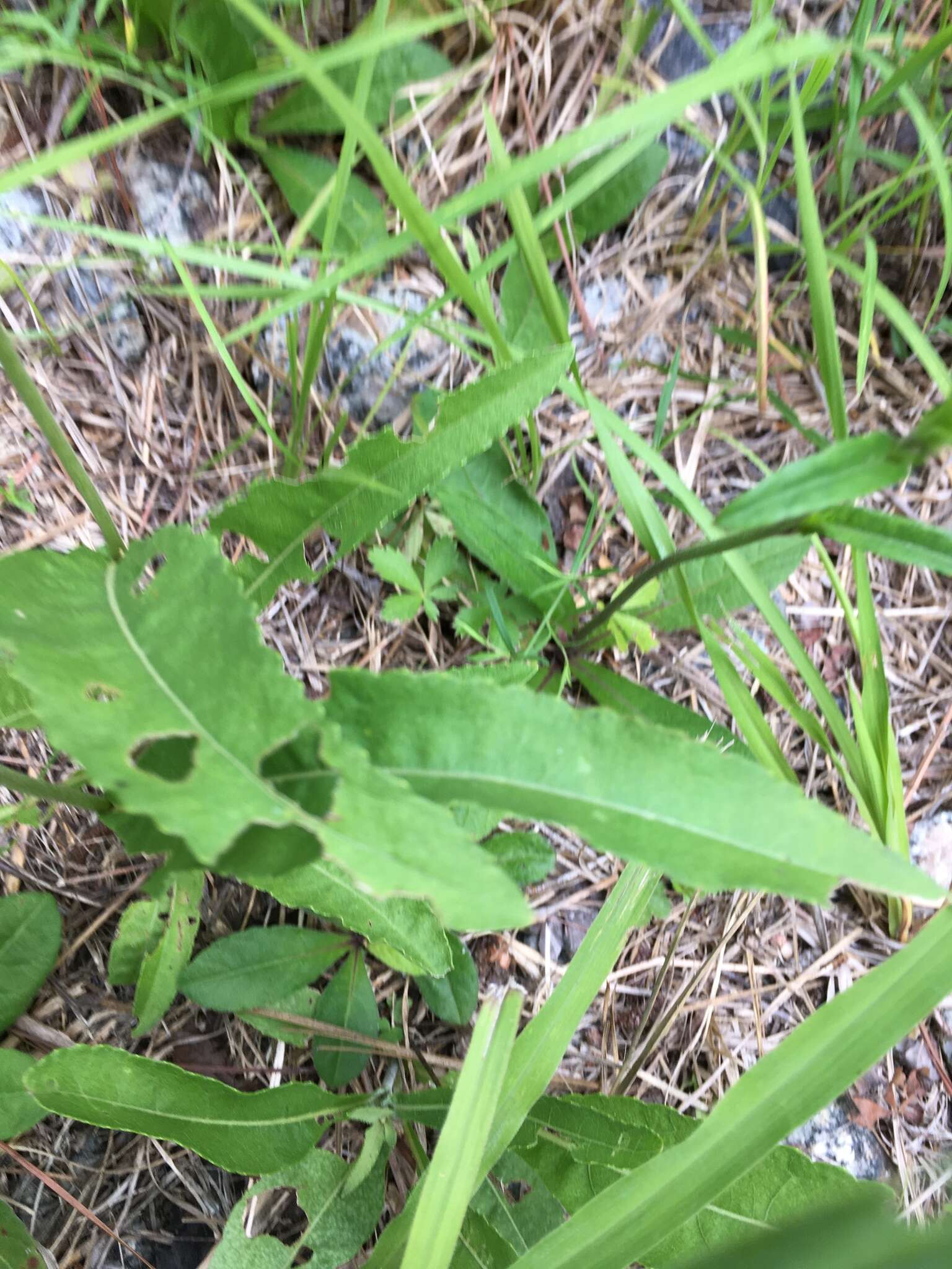 Image of wild quinine