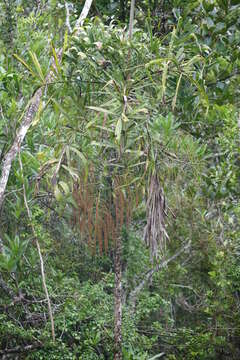 Image of Dypsis nodifera Mart.