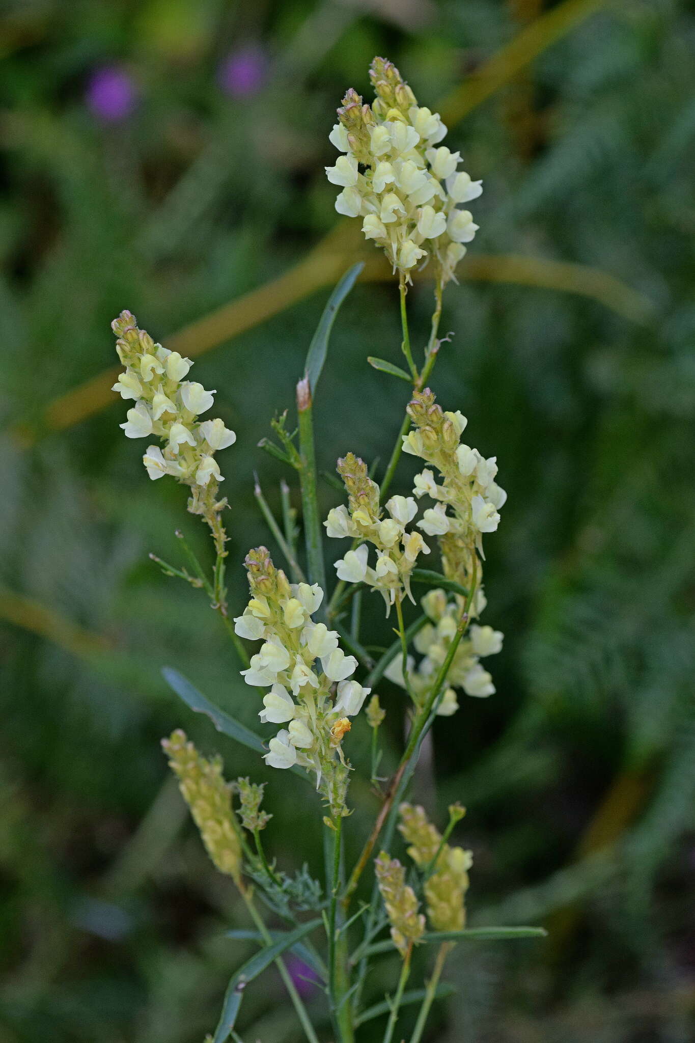 Image of Linaria peloponnesiaca Boiss. & Heldr.