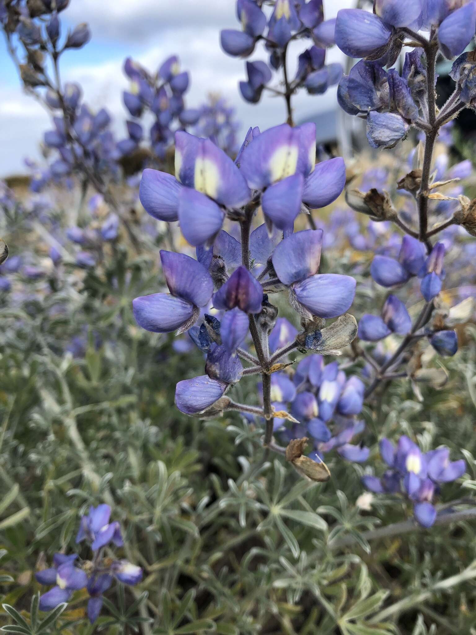 Image of Douglas' silver lupine