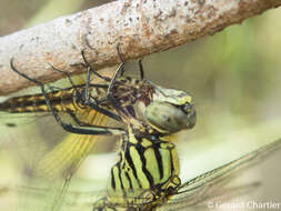 Image of Lyriothemis mortoni Ris 1919