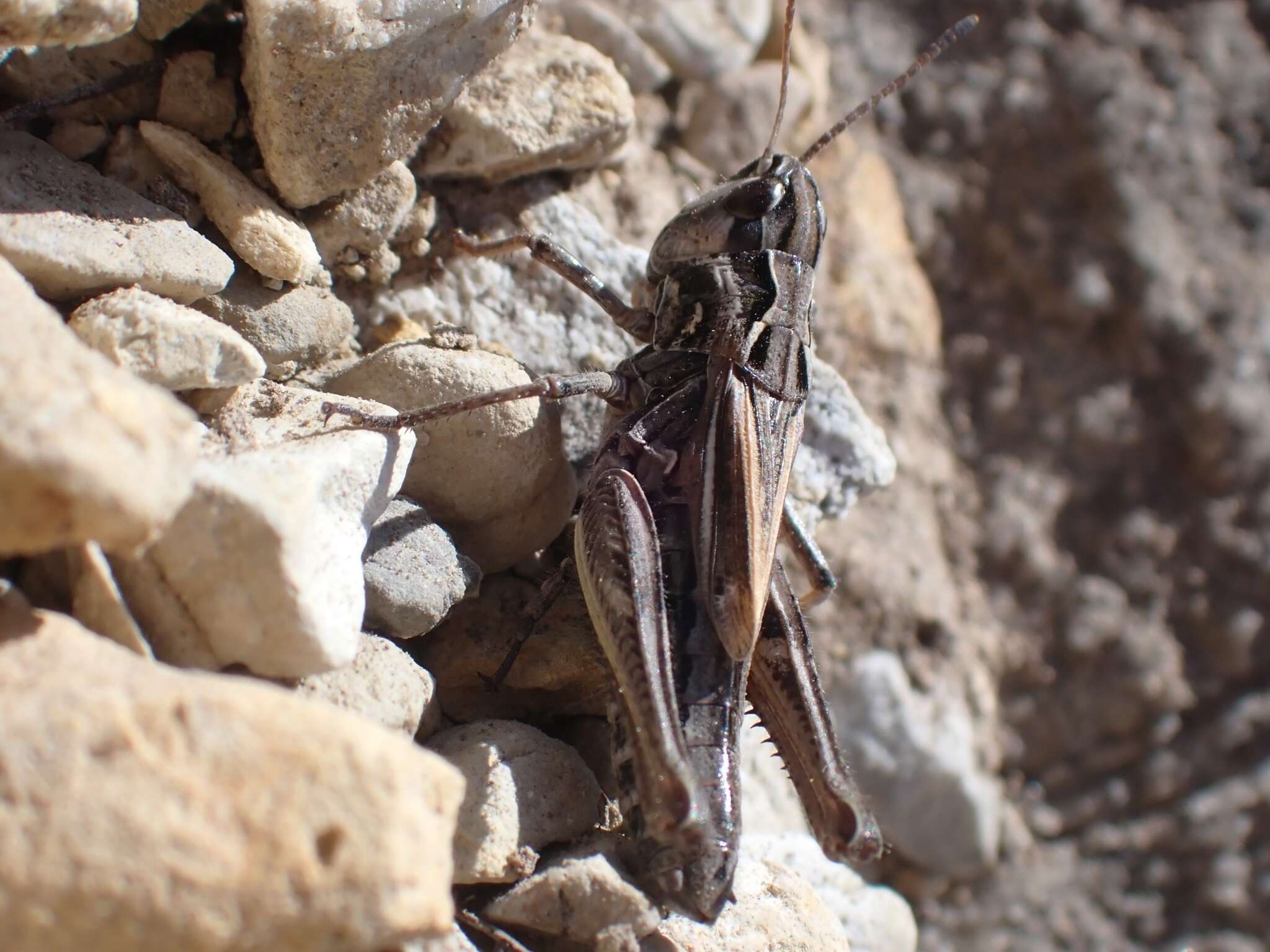 Aeropedellus clavatus (Thomas & C. 1873)的圖片