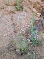 Imagem de Schizanthus parvulus Sudzuki