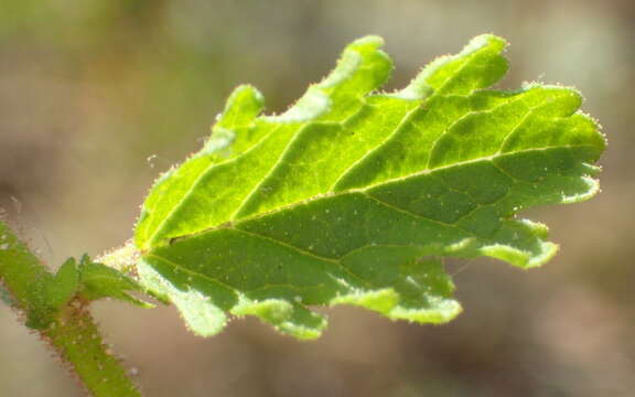 Image of Hermannia diffusa L. fil.