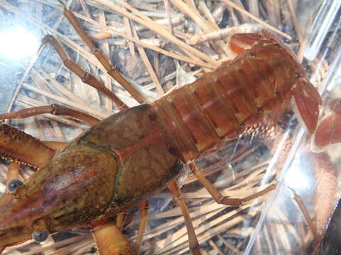 Image of Procambarus leonensis Hobbs 1942