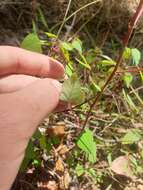 Image of Homalanthus stillingifolius F. Muell.