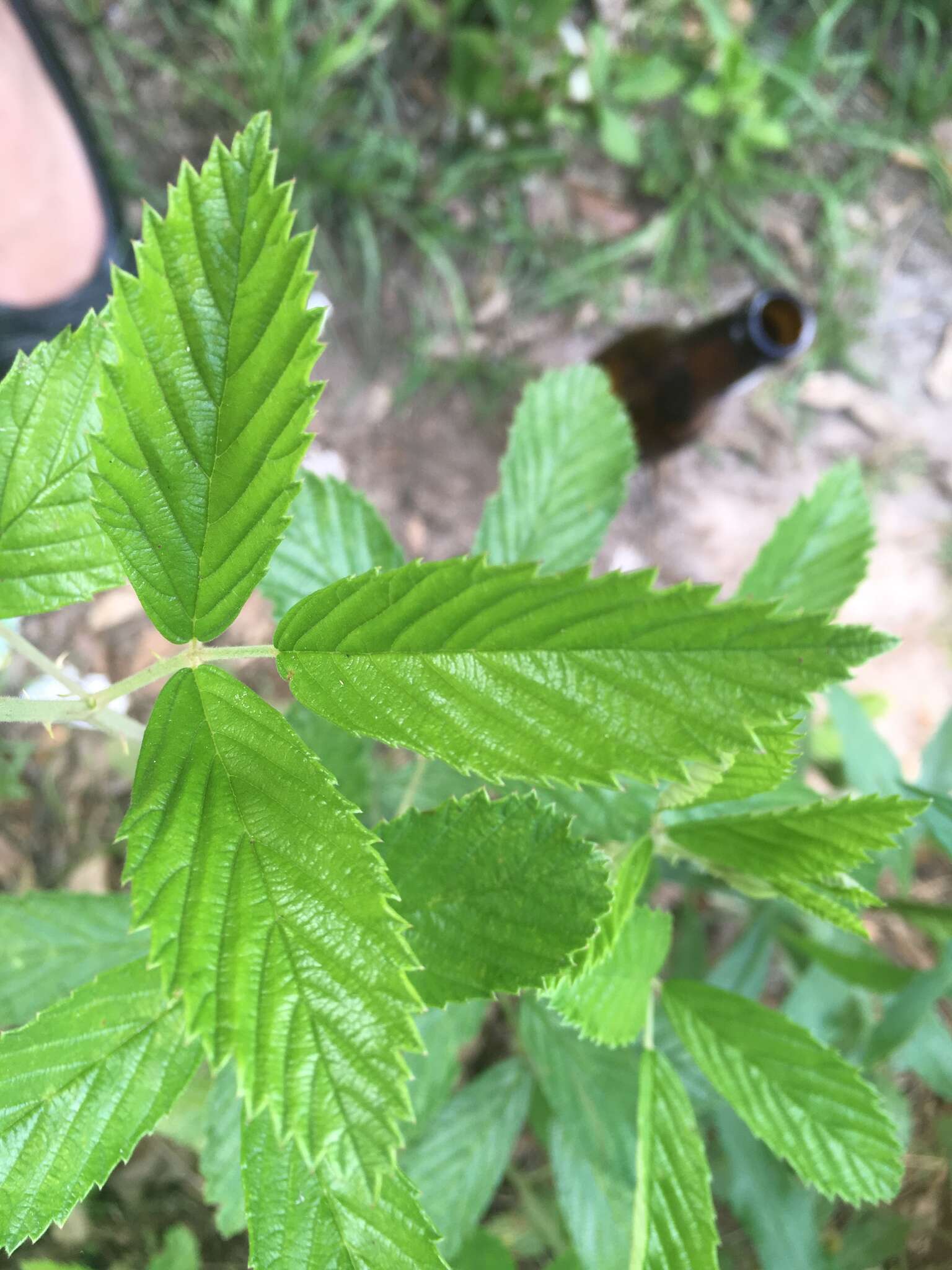 Слика од Rubus pensilvanicus Poir.