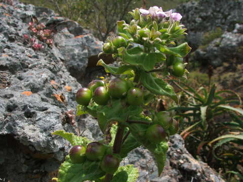 Image of Teedia pubescens Burch.