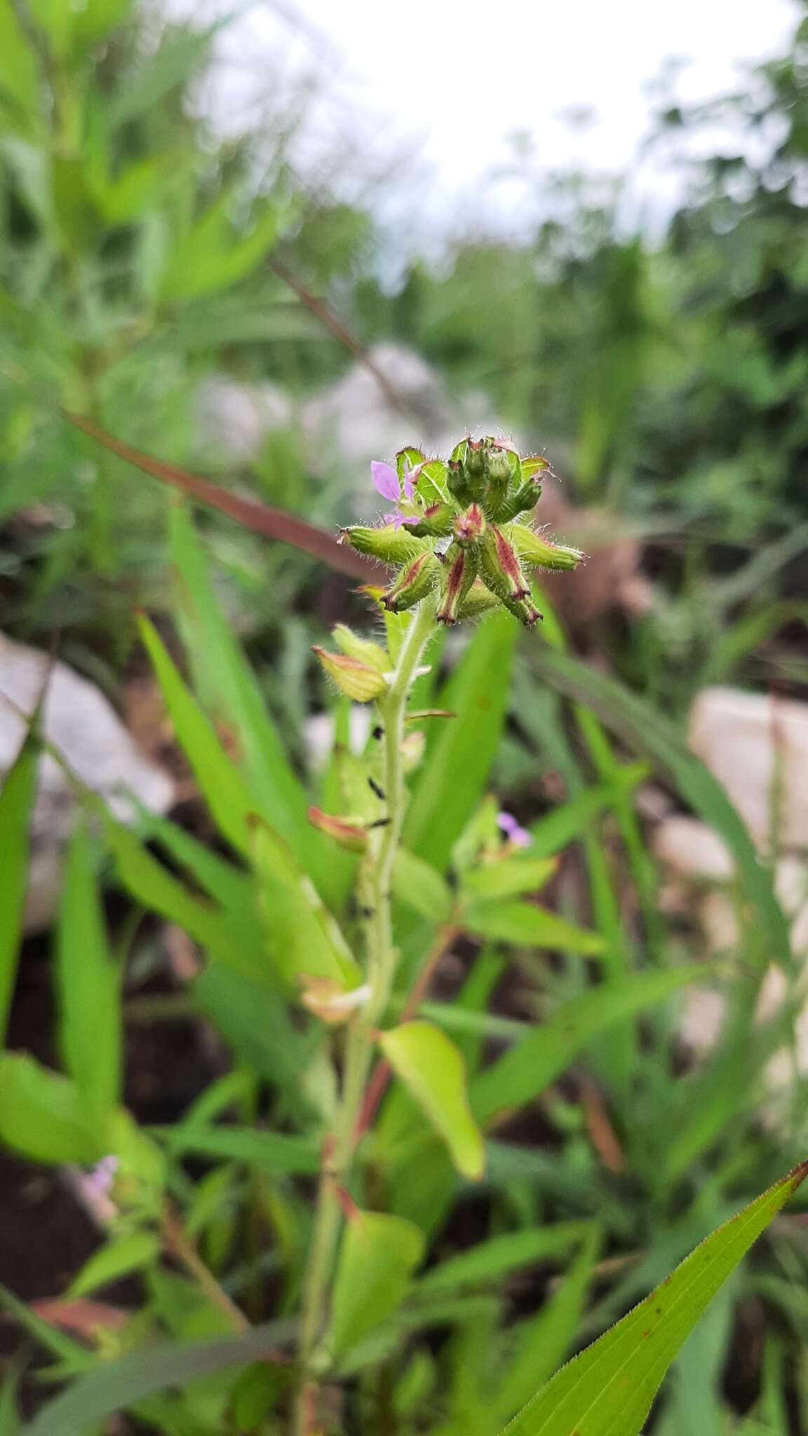 Image of Wright's waxweed