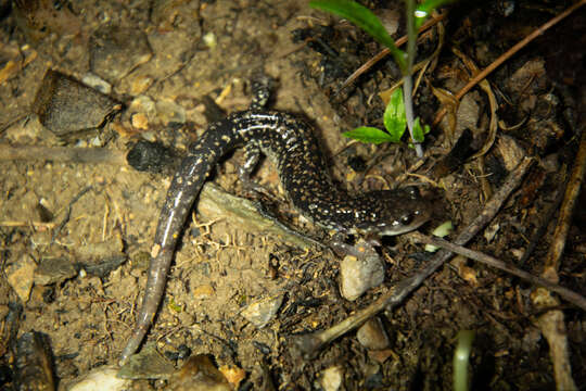 Image of Caddo Mountain Salamander