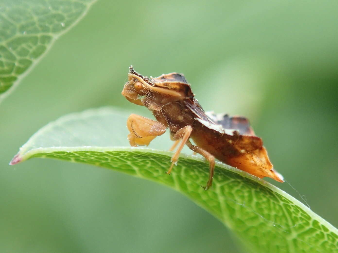 Image of Phymata crassipes (Fabricius 1775)