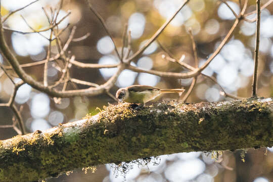 Image of Cameroon Scrub-warbler