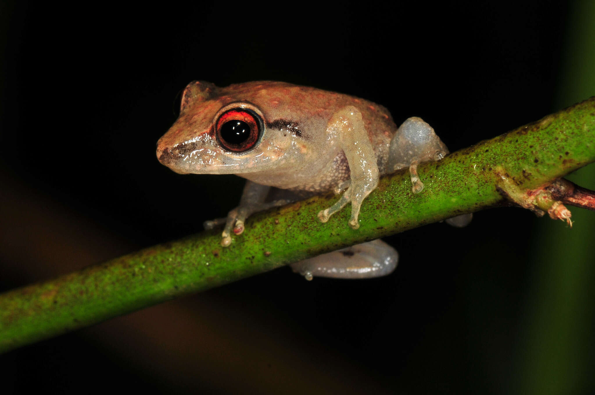 Image of Antilles Robber Frog