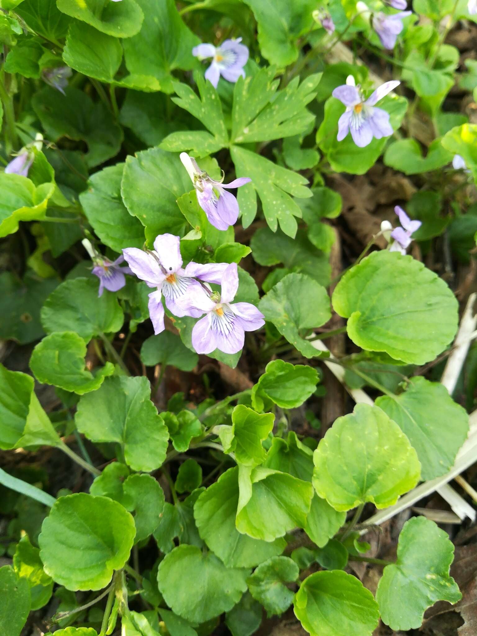 Image of Viola sacchalinensis H. Boiss.