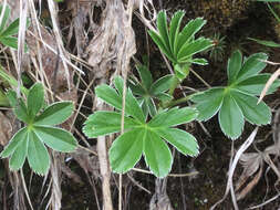 Image of Silver Lady's Mantle