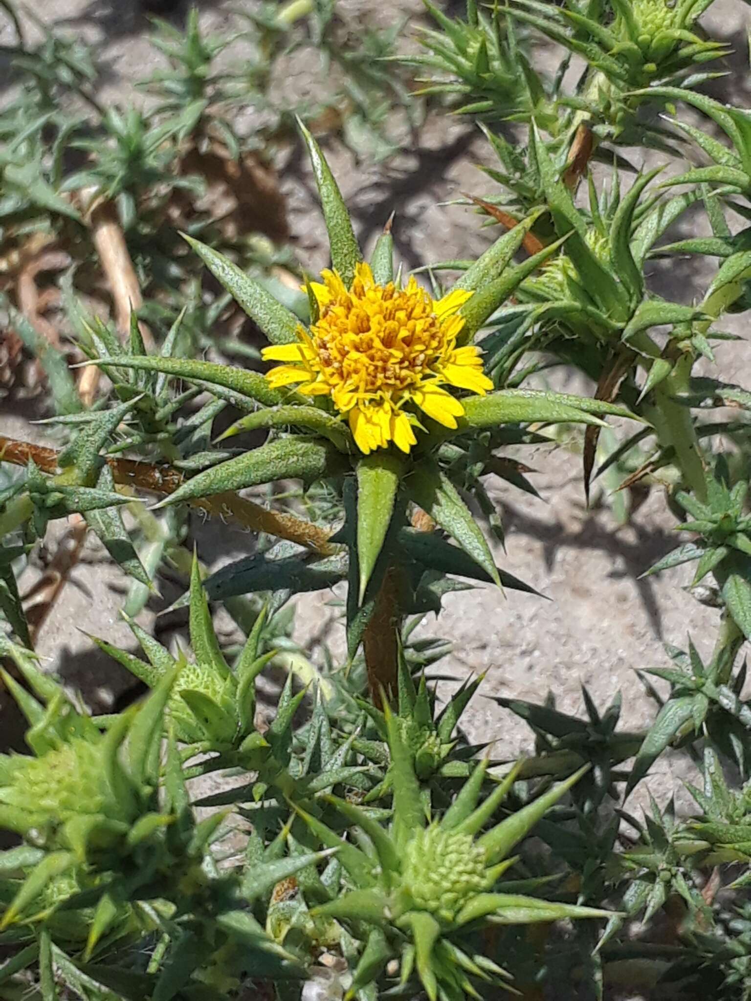 Image of Centromadia perennis Greene