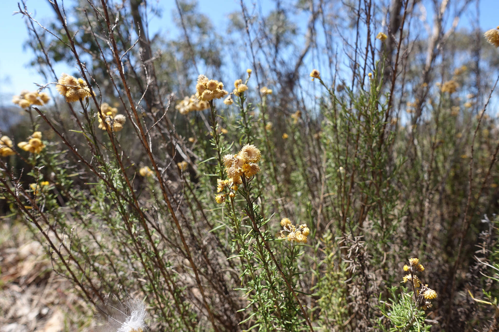 Image of Chrysocephalum semipapposum (Labill.) Steetz