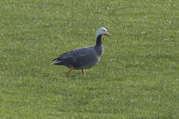 Image of Emperor Goose