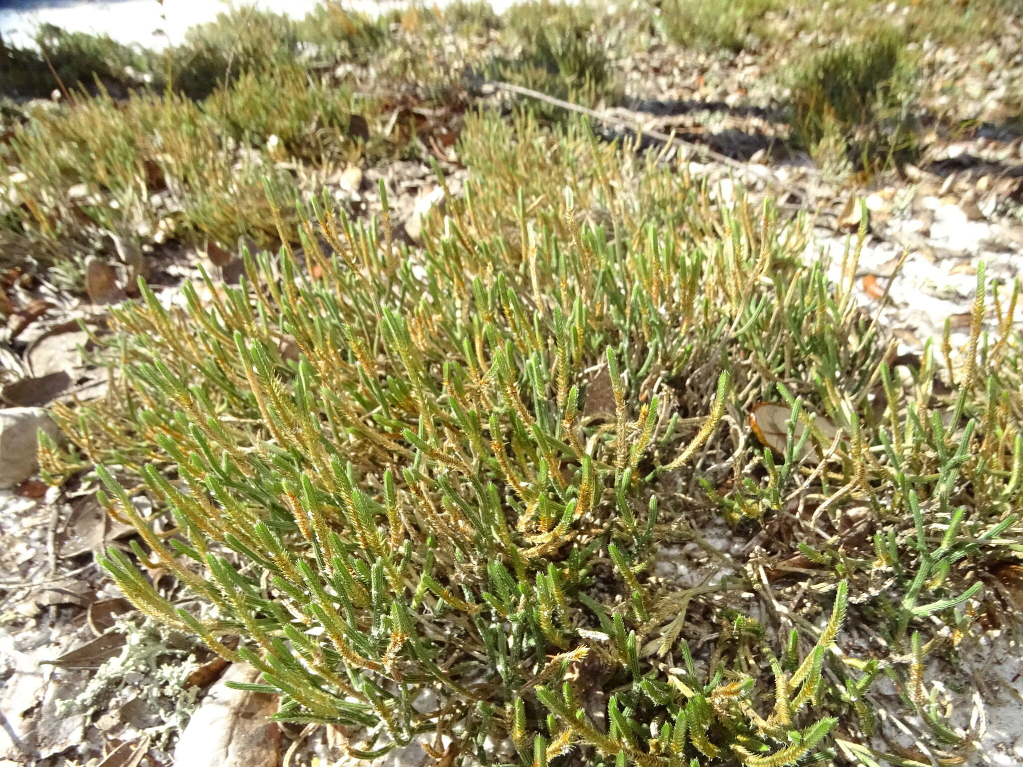 Image de Selaginella arenicola Underw.