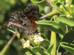 Image of Phasis braueri Dickson 1968