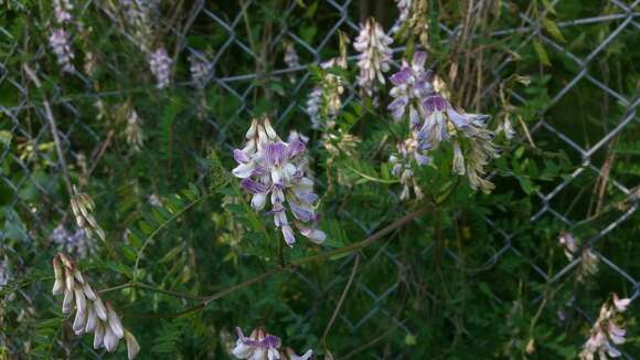 Image of wood vetch