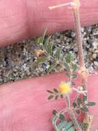 Sivun Kallstroemia californica (S. Wats.) Vail kuva