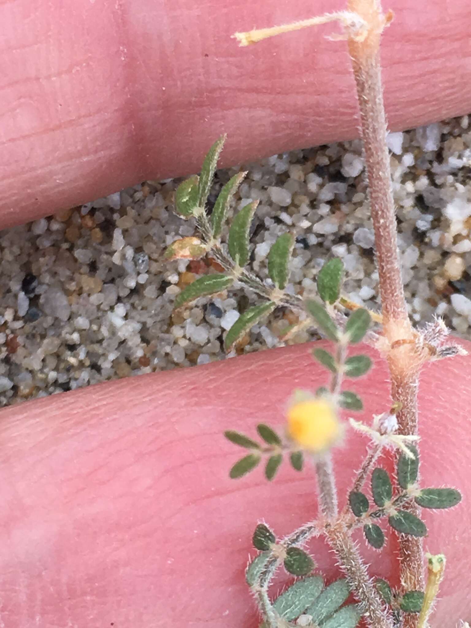 Image de Kallstroemia californica (S. Wats.) Vail