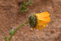 Image of Double Namaqua marigold