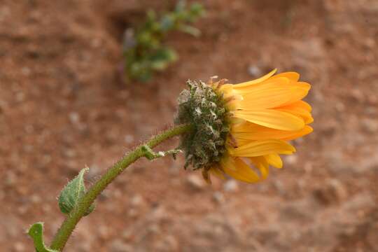 Image of Arctotis fastuosa Jacq.