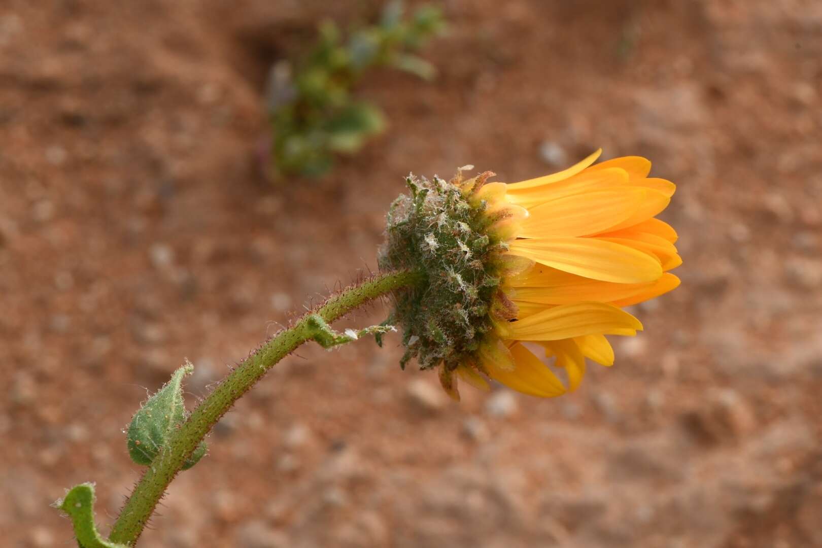 Image of Double Namaqua marigold