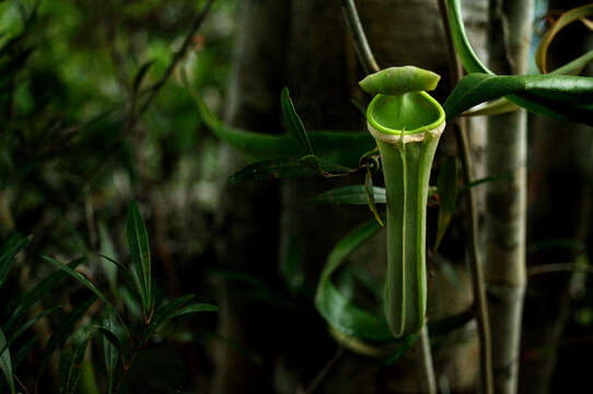 Image of Nepenthes albomarginata T. Lobb ex Lindl.