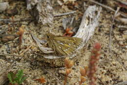 Image of Trapezites argenteoornatus (Hewitson 1868)