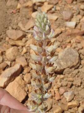 Image of crowded lupine