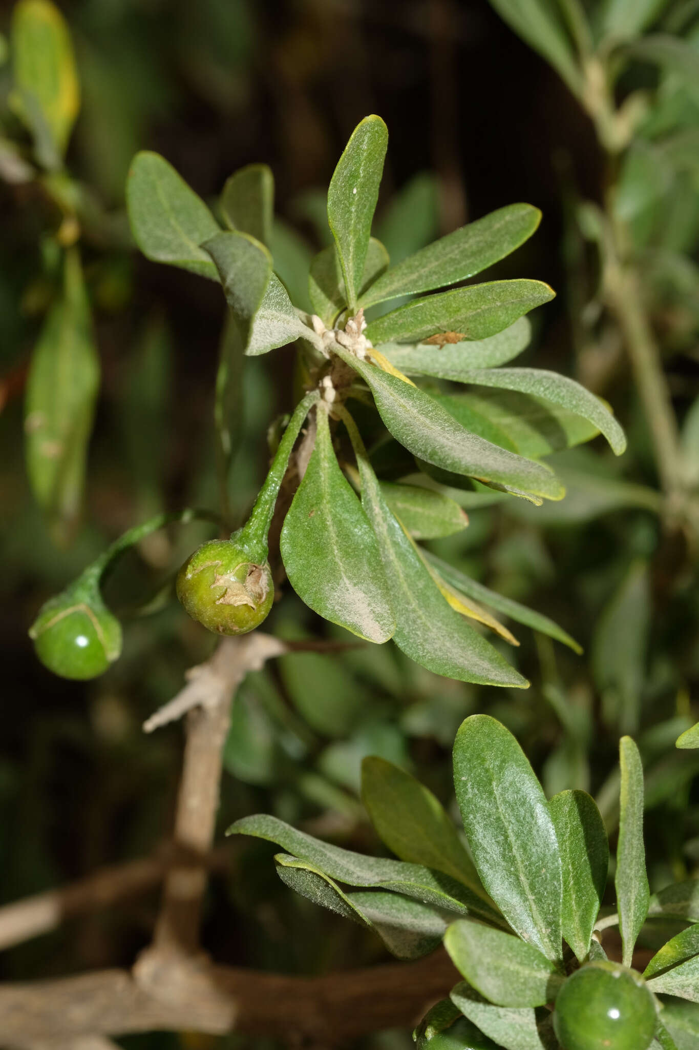 Image of Dunalia spinosa (Meyen) Damm.