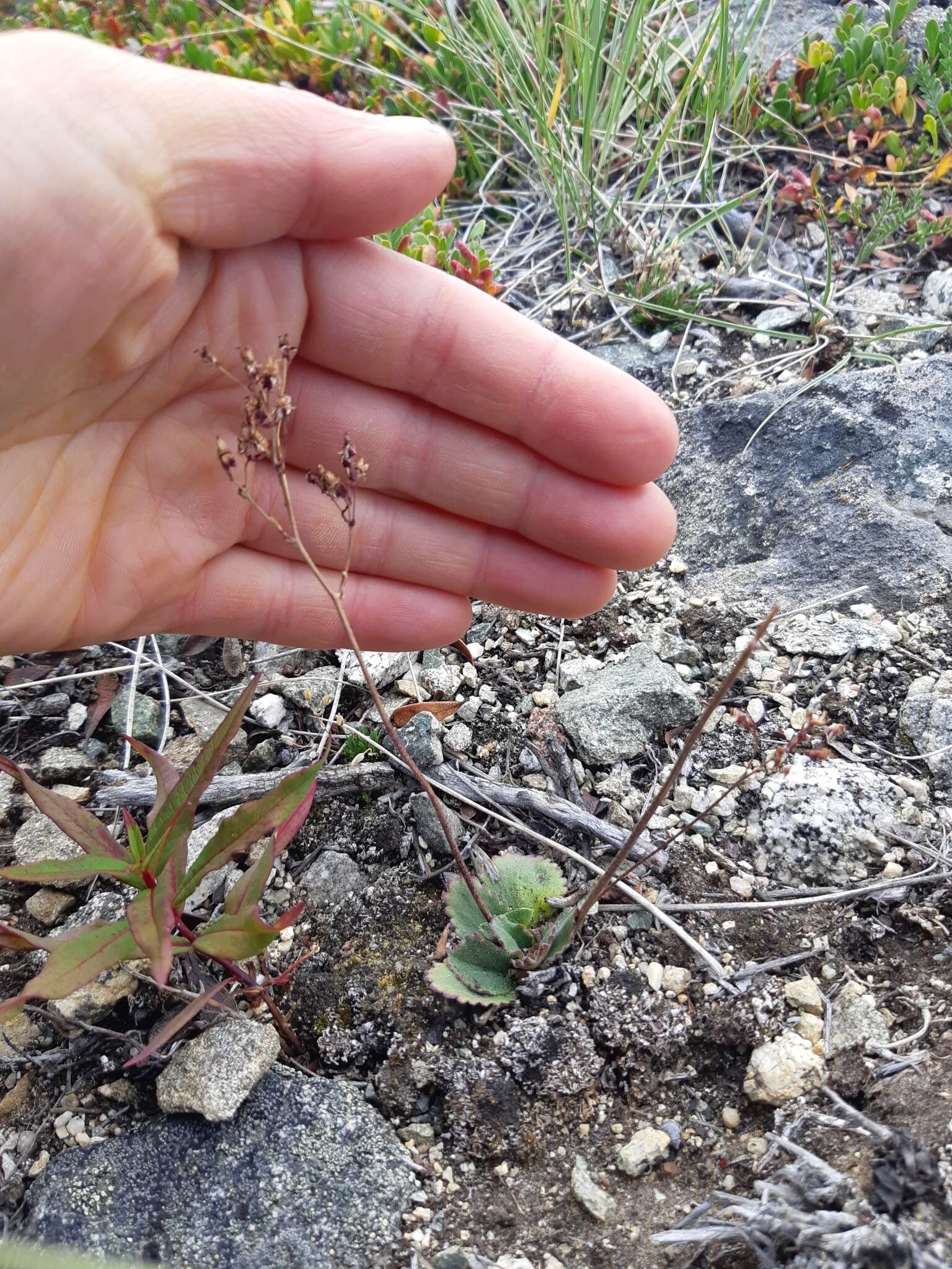 Plancia ëd Micranthes reflexa (Hook.) Small