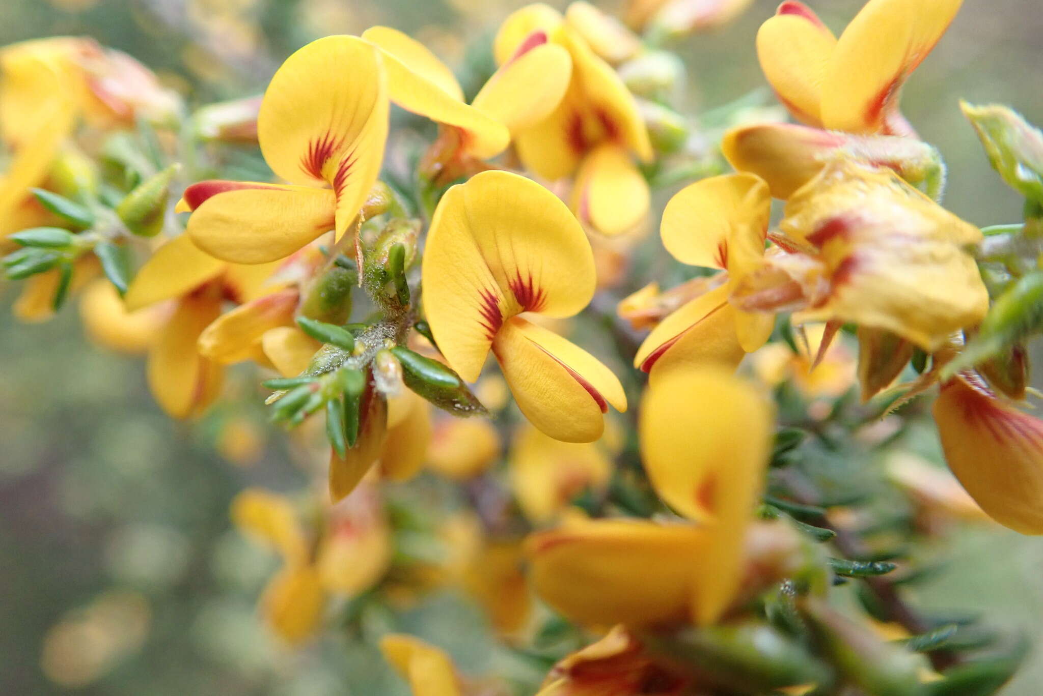 Image of Pultenaea graveolens Tate