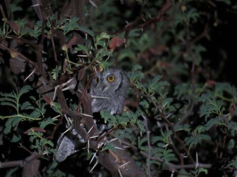 Image of African Scops Owl