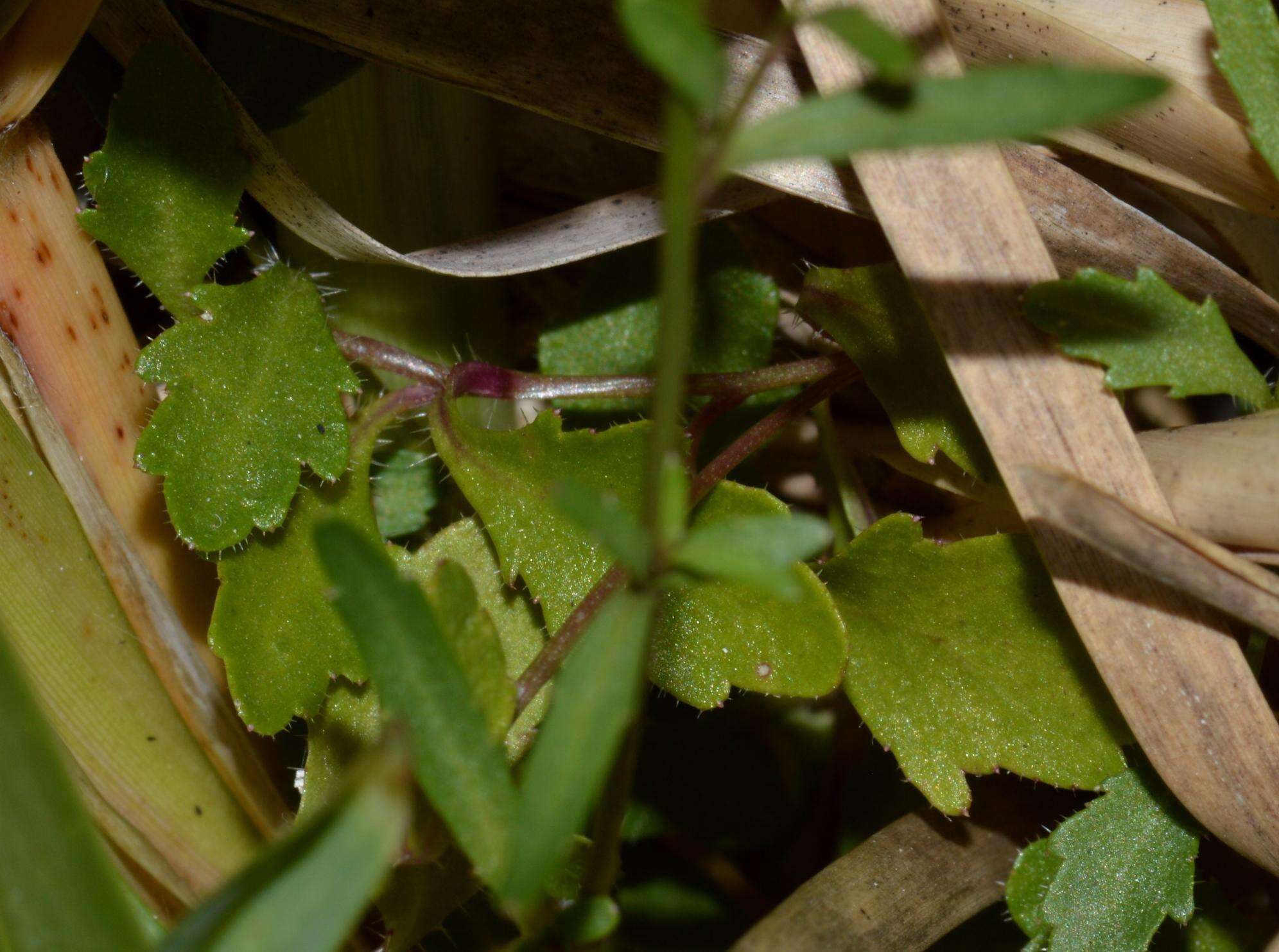 Image of Lobelia pubescens var. pubescens