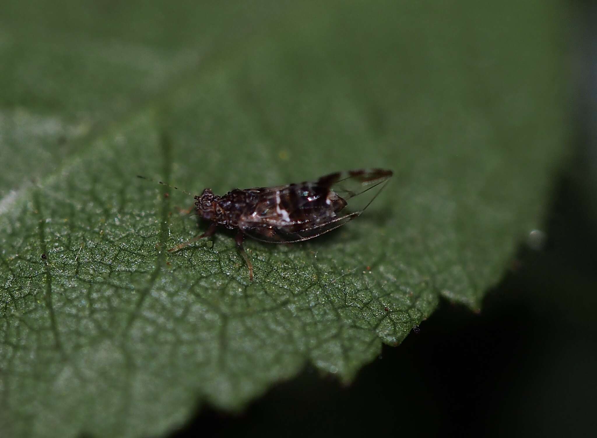 Image of Bactericera maculipennis (Crawford 1910)