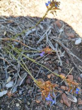 Image of Lobelia comosa L.