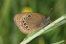 Image of Coenonympha oedippus rhenana Gradl 1933